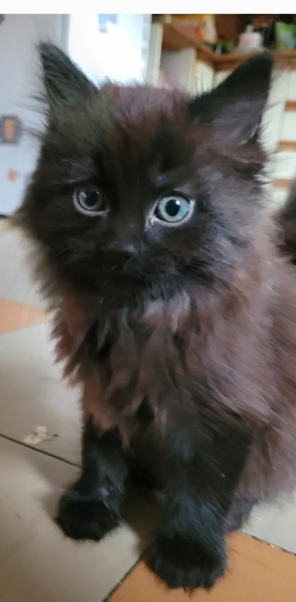 Longhaired male kitten - Image 4