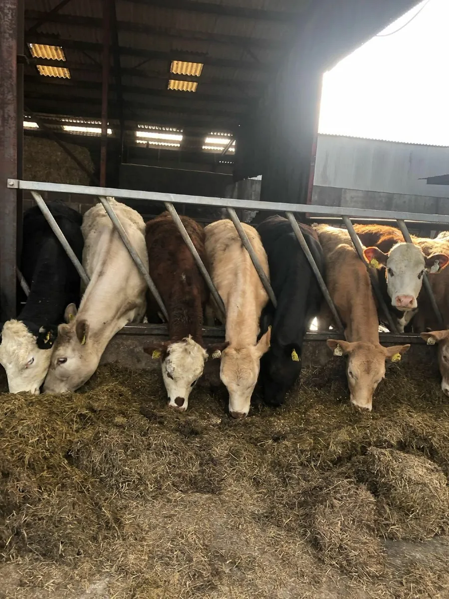 28 Charlaois, A-Angus and Hereford heifers - Image 2