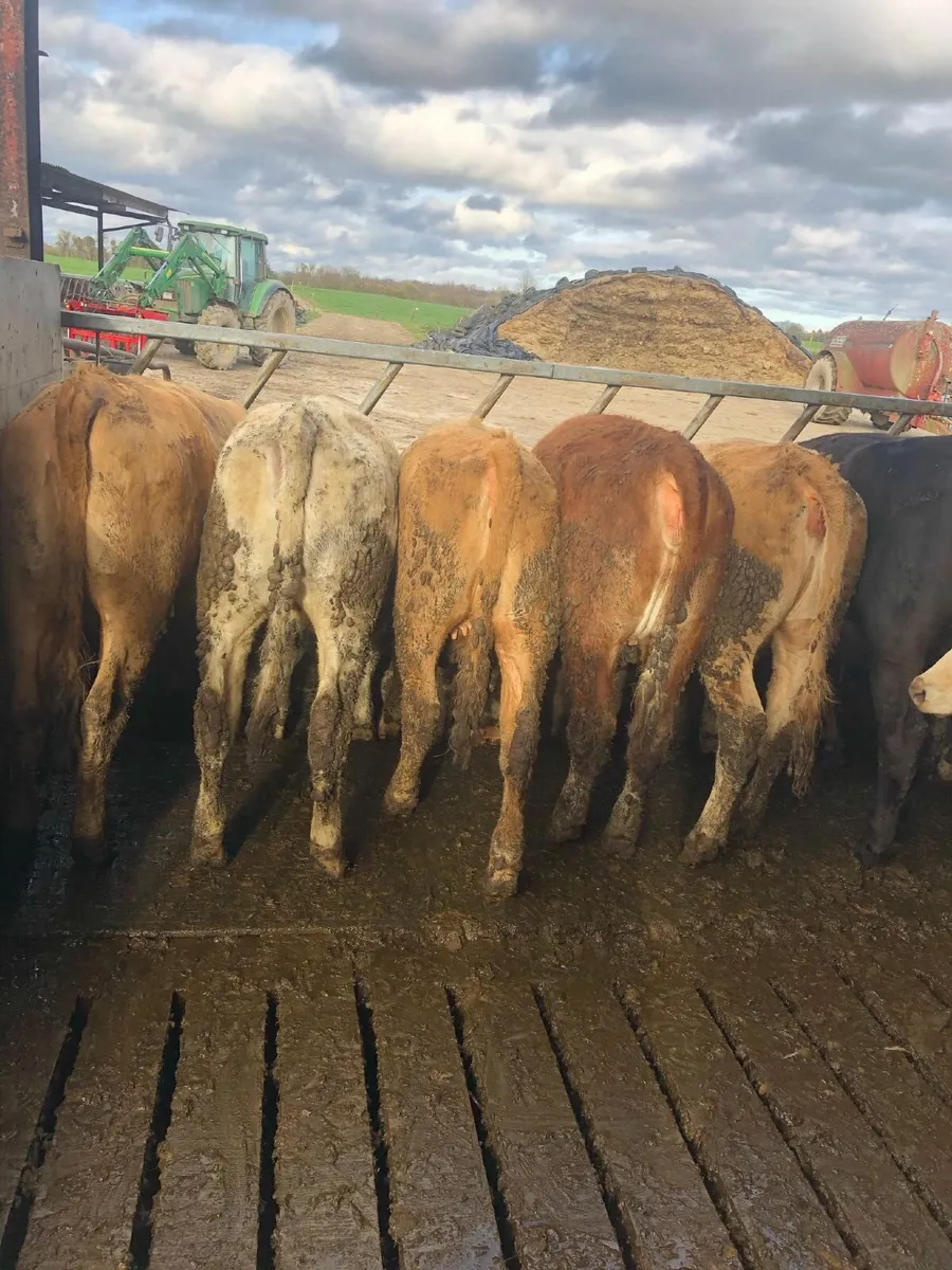 28 Charlaois, A-Angus and Hereford heifers - Image 4
