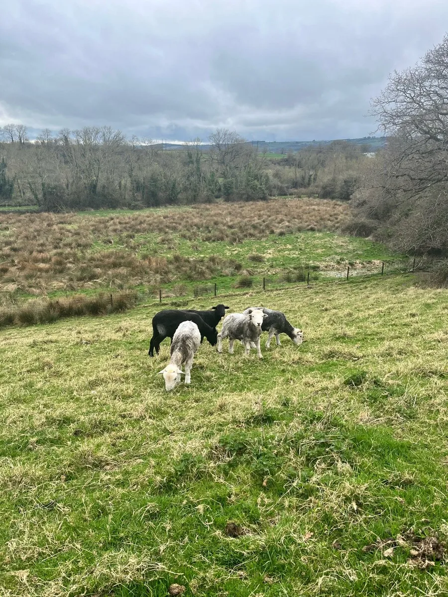 Pure bred Herdwick Hogget rams - Image 2