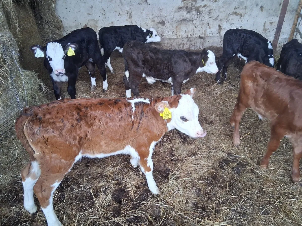 Cheap calves - Image 1