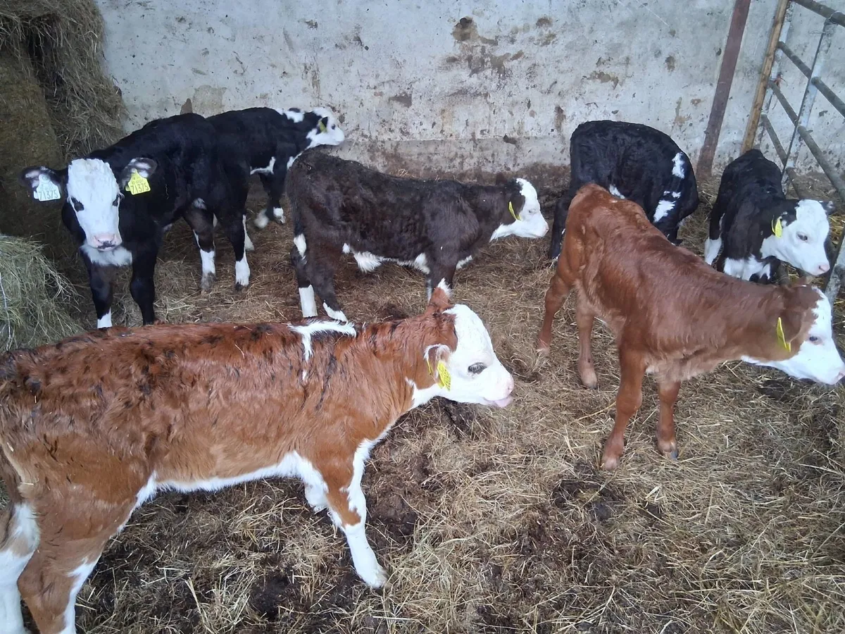 Cheap calves - Image 2