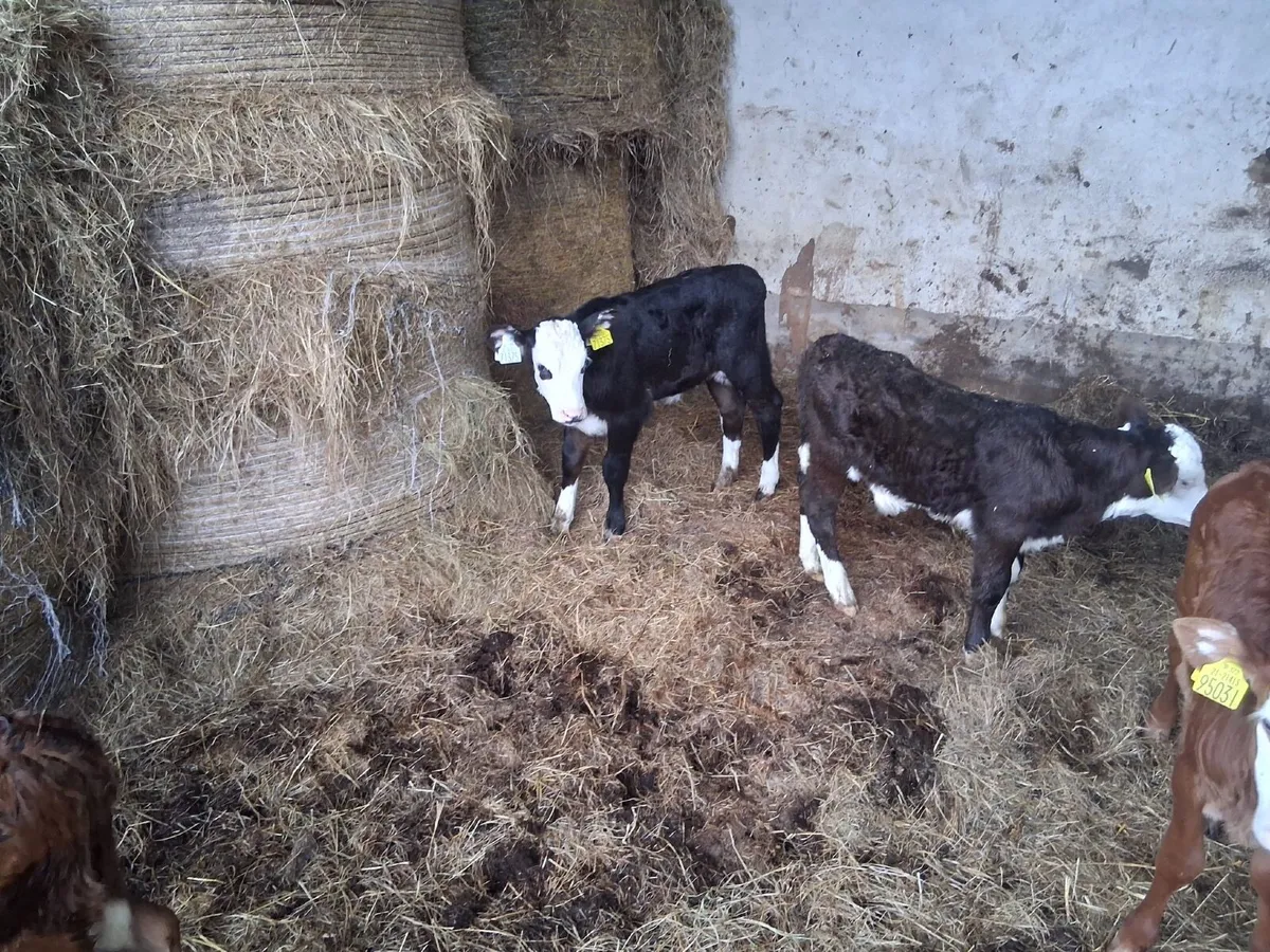 Cheap calves - Image 4