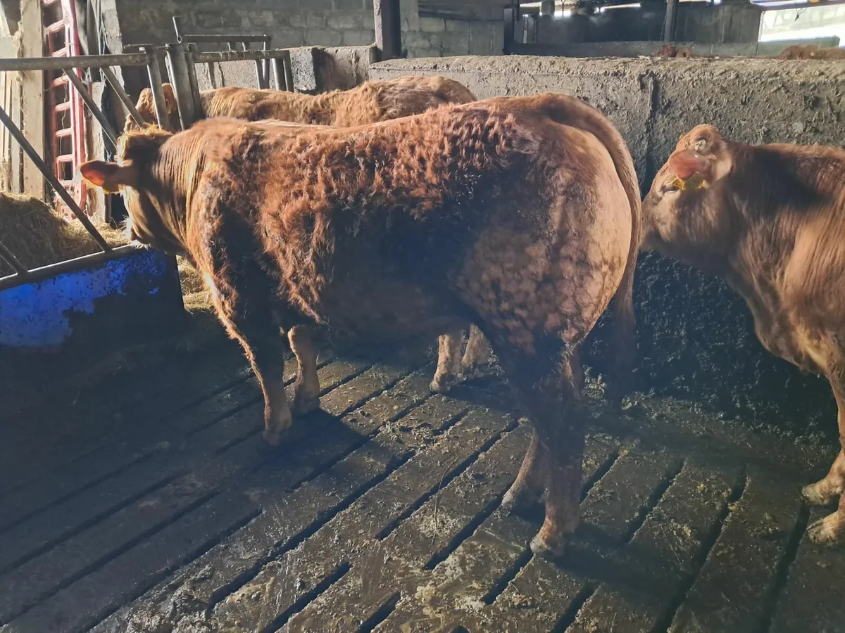 Dual Purpose Pedigree Dairy / Beef Limousin Bull - Image 4