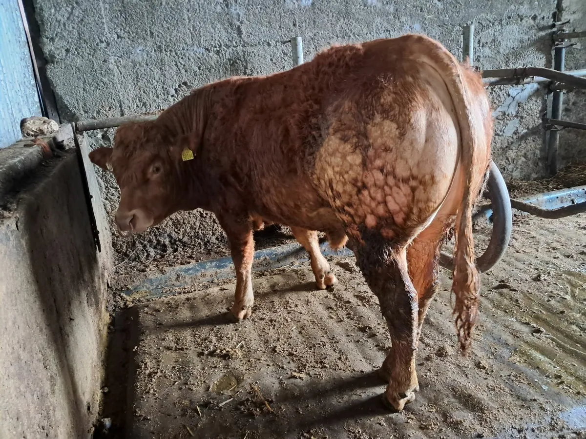 Dual Purpose Pedigree Dairy / Beef Limousin Bull - Image 3