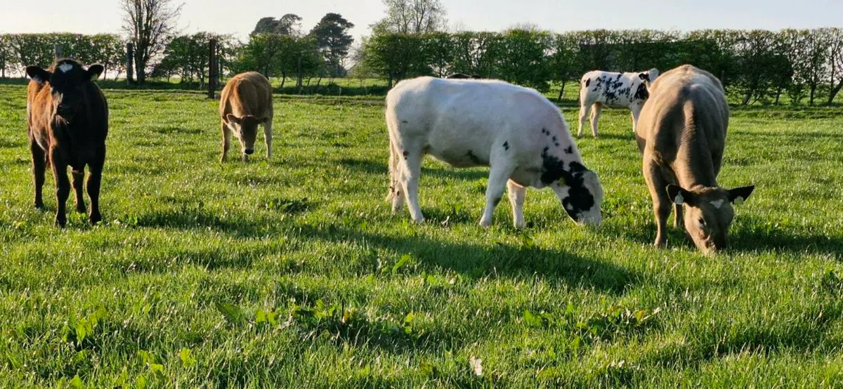 Heifers - Image 3