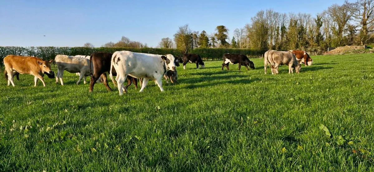 Heifers - Image 4