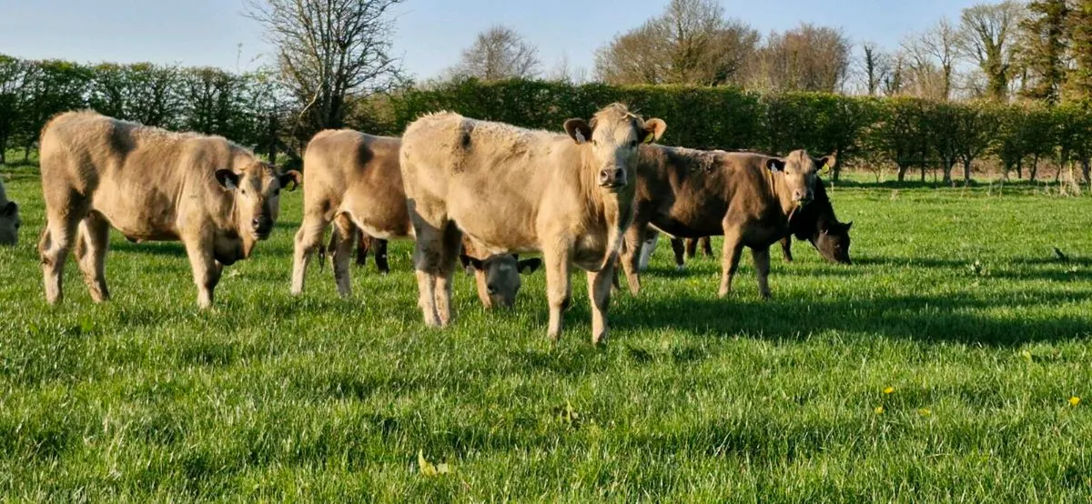 Heifers - Image 2