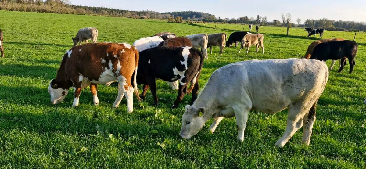 Heifers - Image 1