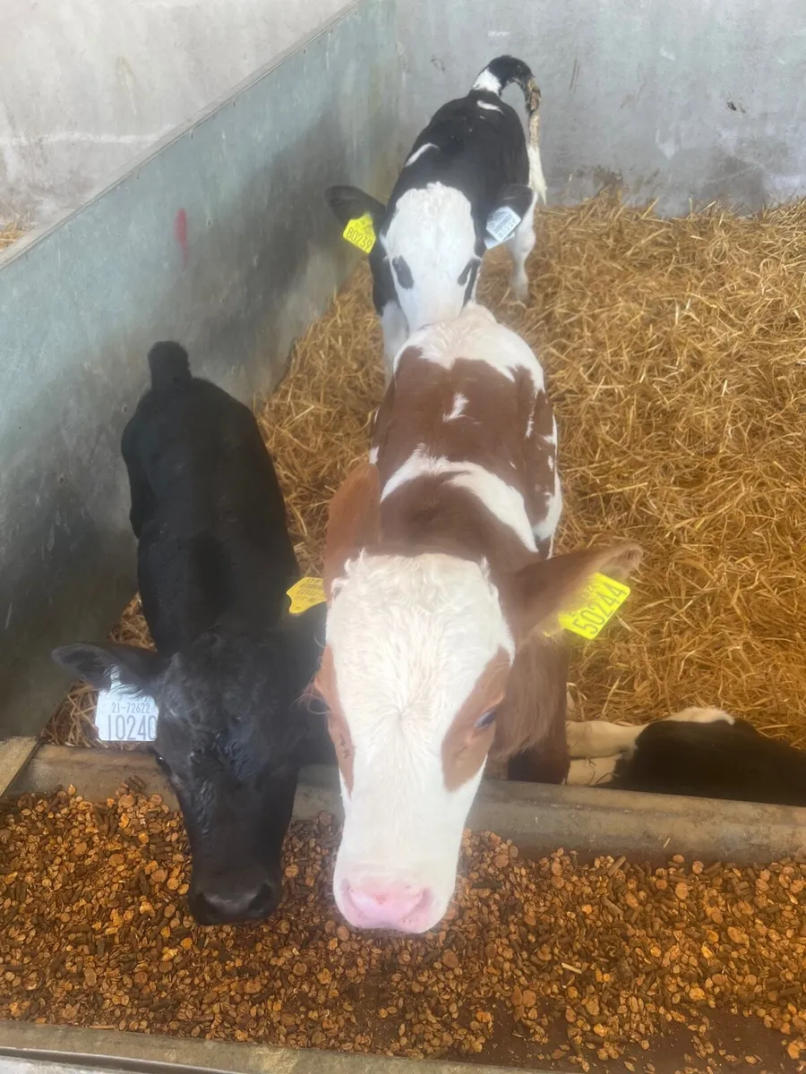 Simmental bull calves weaned - Image 1
