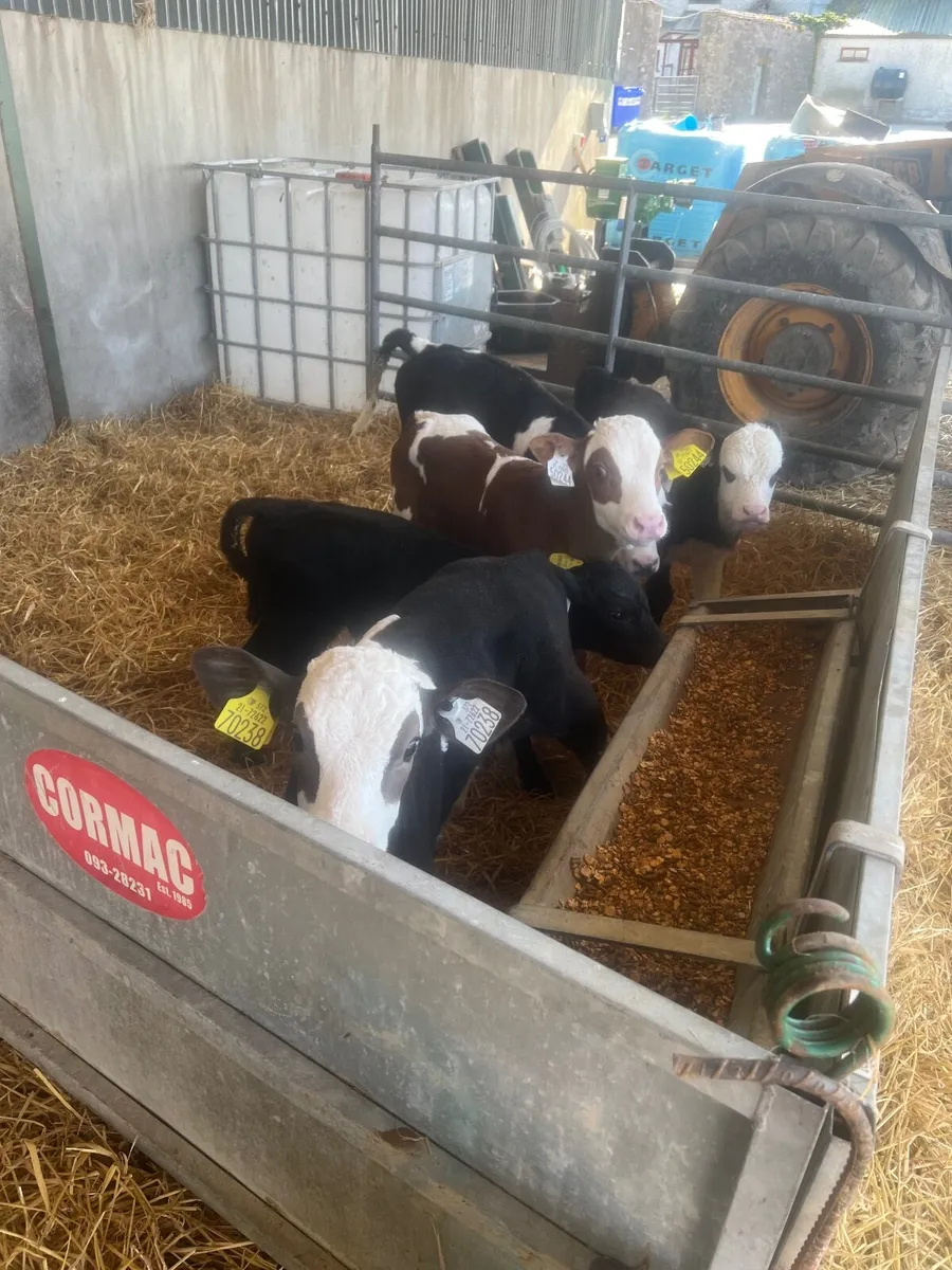 Simmental bull calves weaned - Image 2