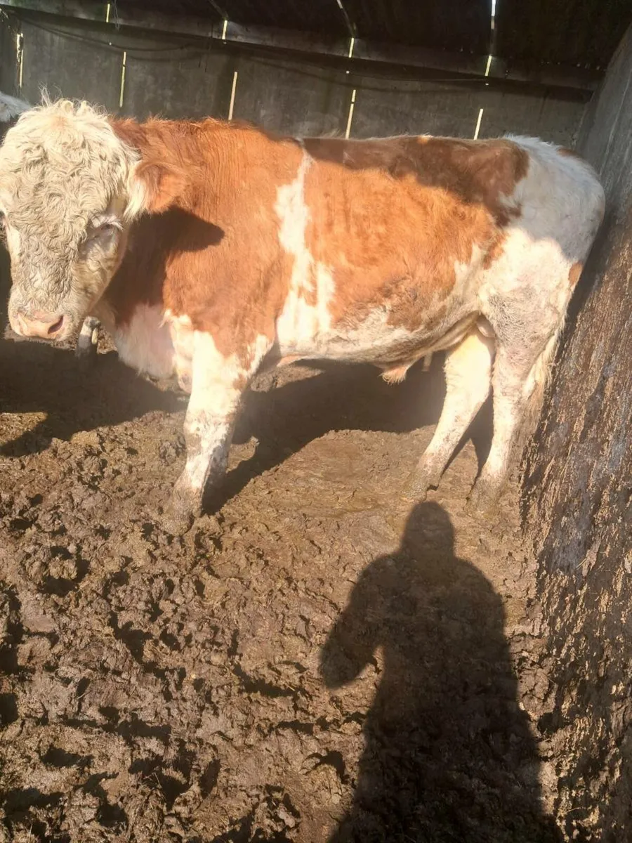 6 bulls - Image 1