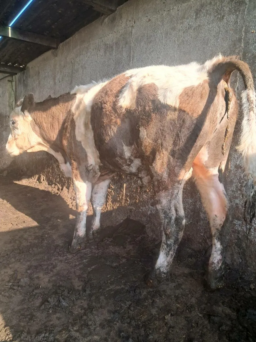 6 bulls - Image 2