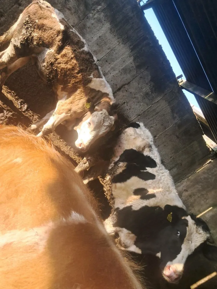 6 bulls - Image 4