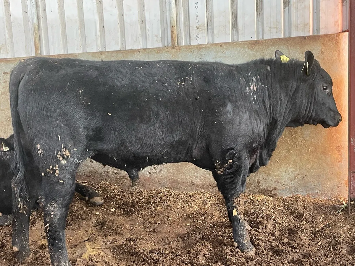 Selection of Angus bulls - Image 2