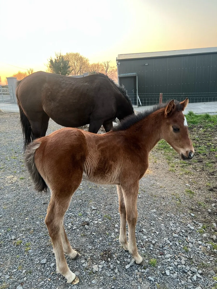 Invincible Spirit Mare/ Filly Foal - Image 1