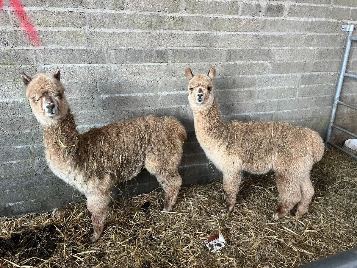 Alpacas - Male and Female 6 & 7 months