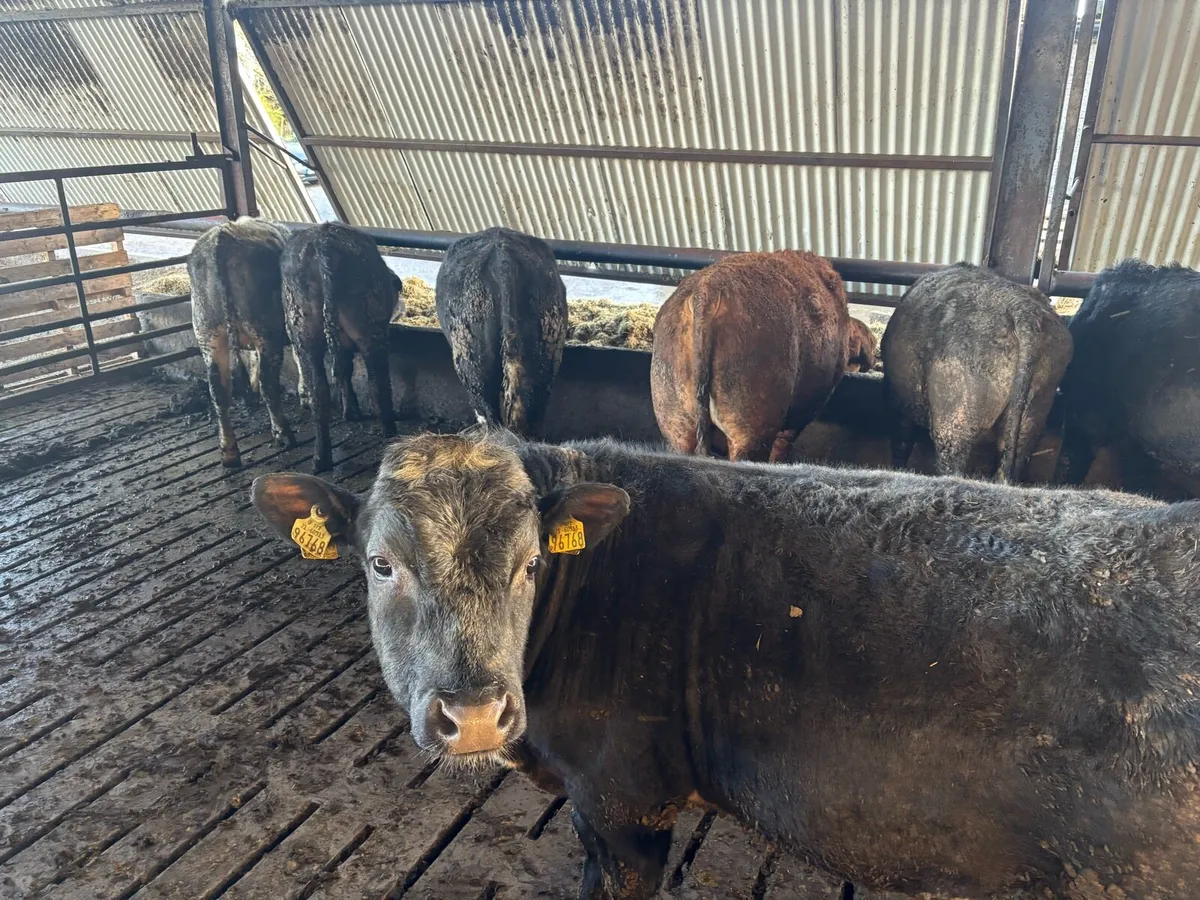 Bulls - Image 2