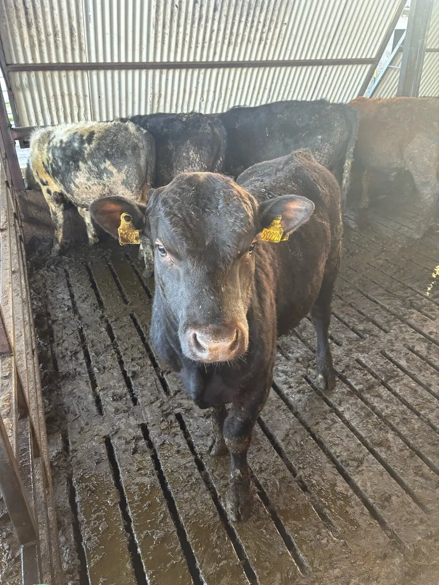 Bulls - Image 1