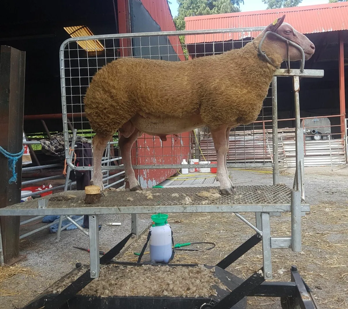 Sheep race , scales - Image 2