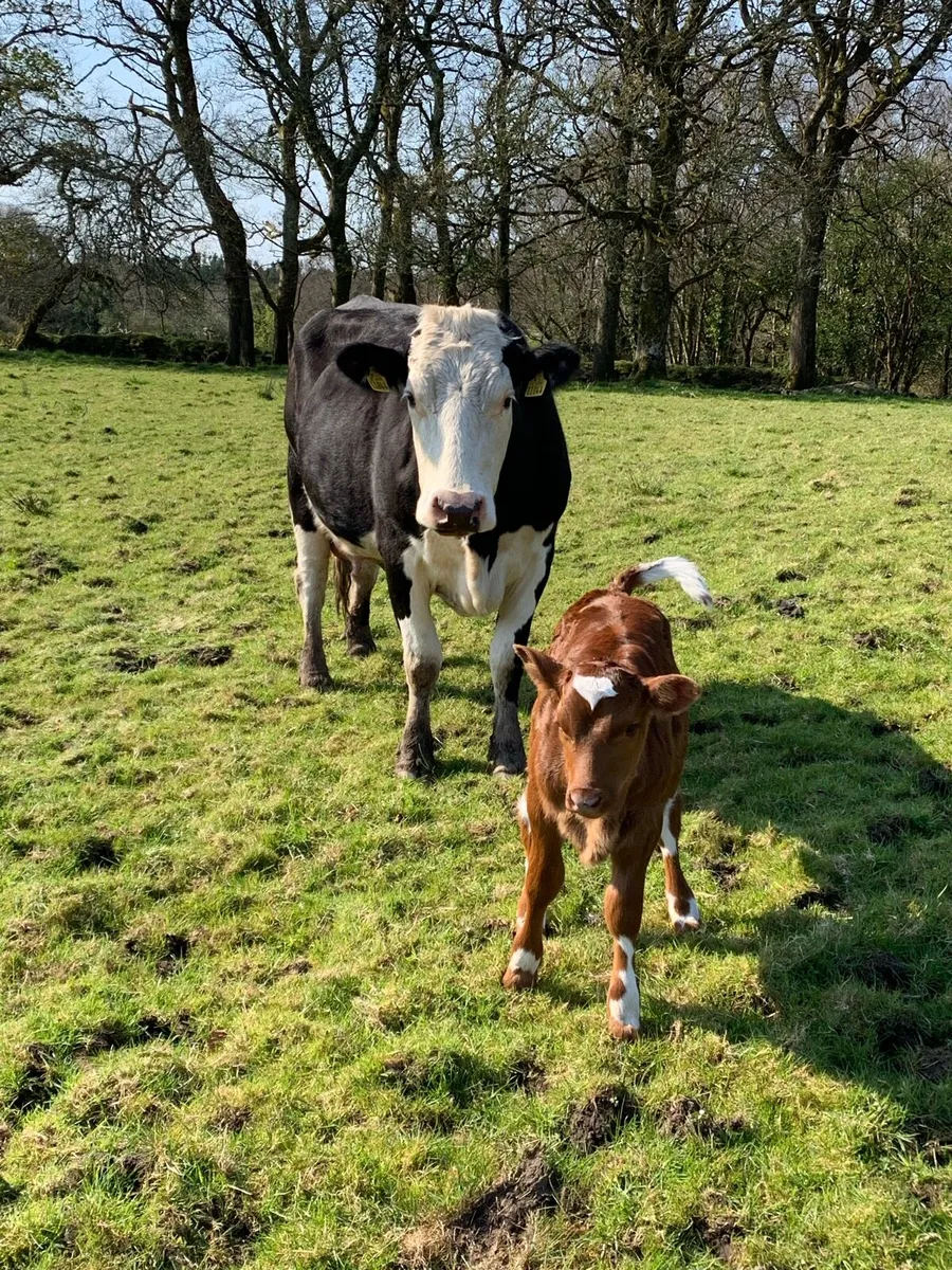 5 star cow with heifer calf at foot - Image 1