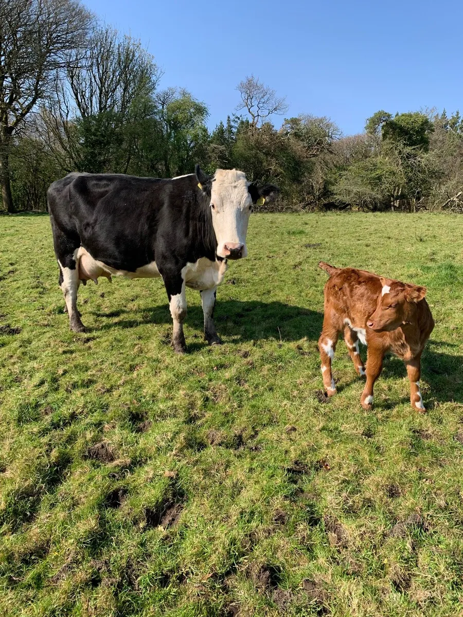 5 star cow with heifer calf at foot - Image 2