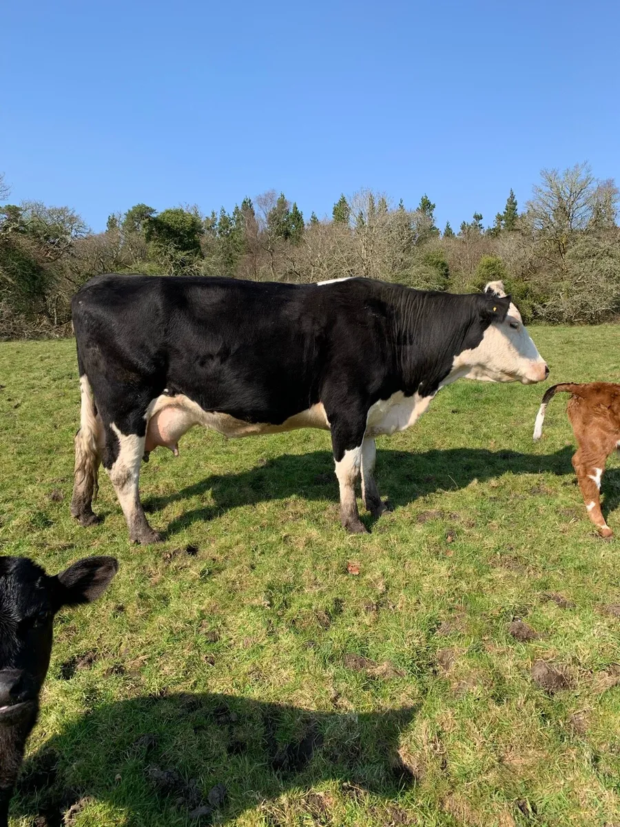 5 star cow with heifer calf at foot - Image 3
