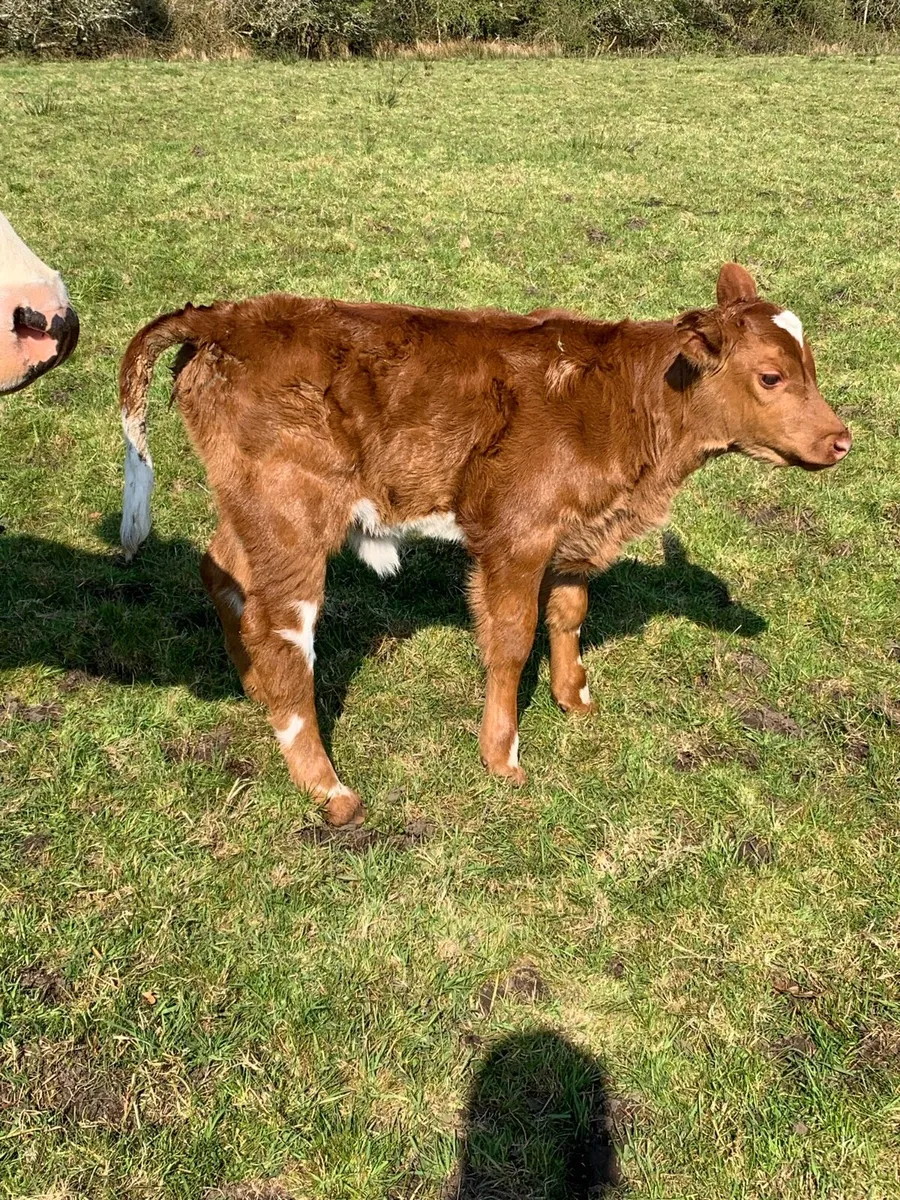 5 star cow with heifer calf at foot - Image 4