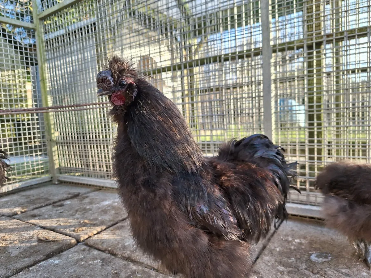 Silkie Chucks Hatching Eggs - Image 3