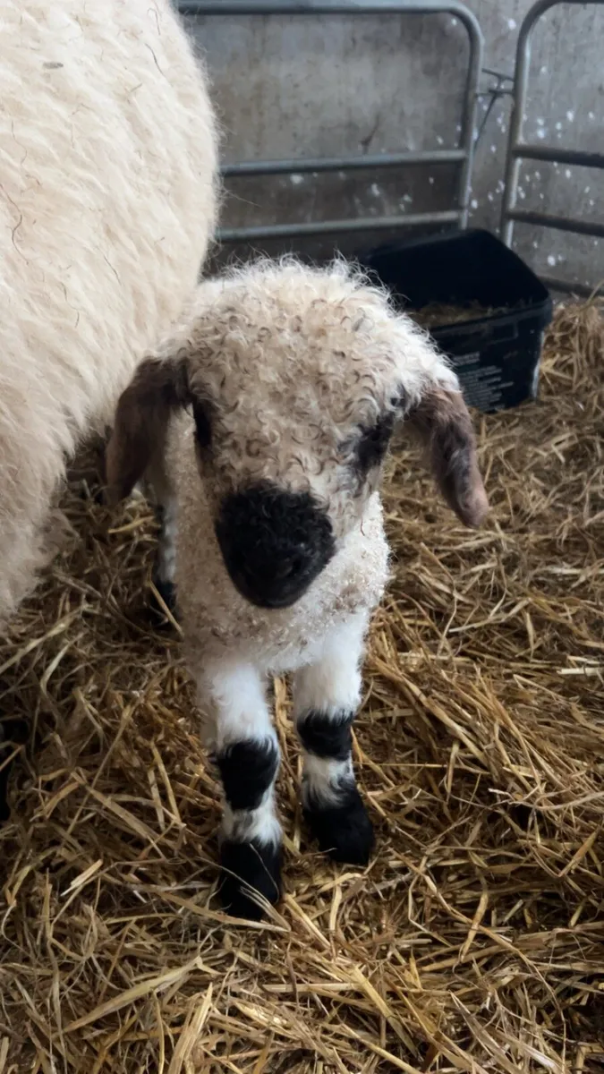 5 Valais X Ram lambs for sale - Image 2