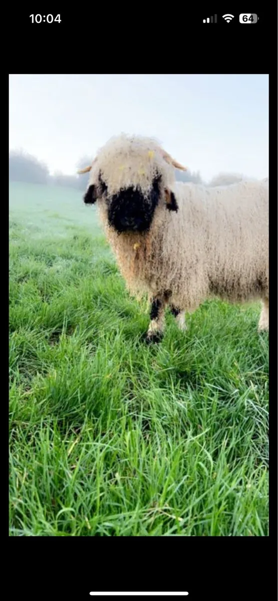 5 Valais X Ram lambs for sale - Image 1