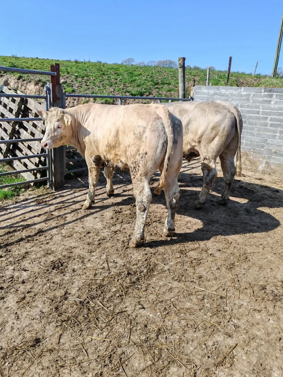 Organic cattle - Image 1
