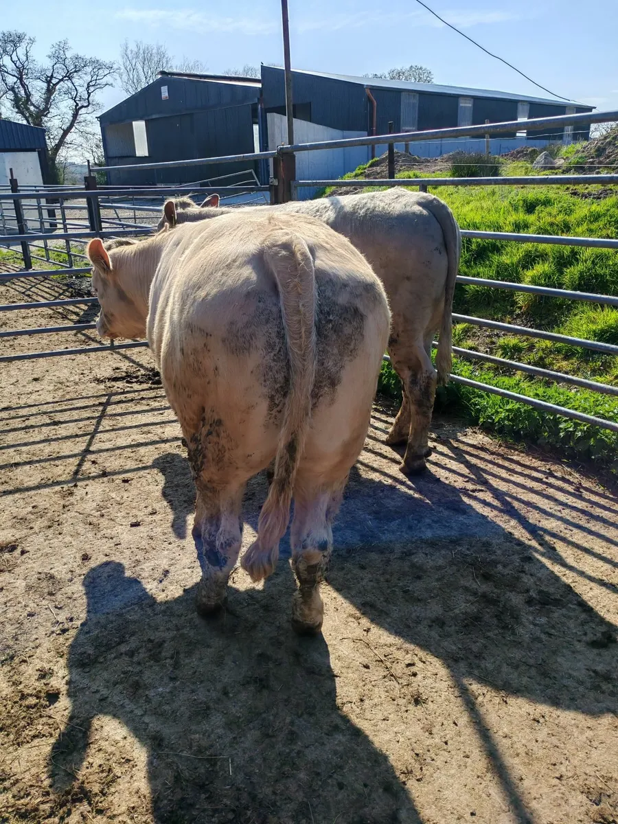 Organic cattle - Image 2