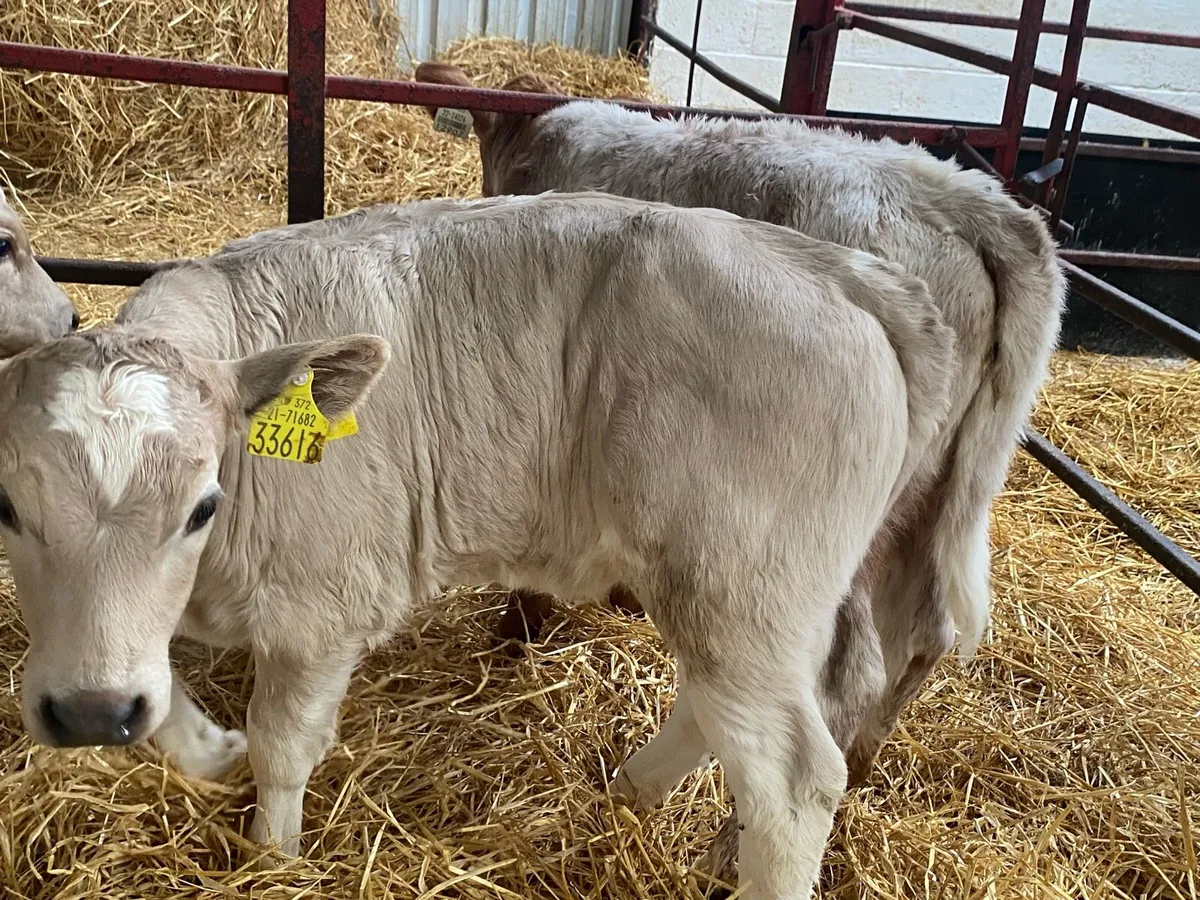 Fresh Calves Due In! - Image 3
