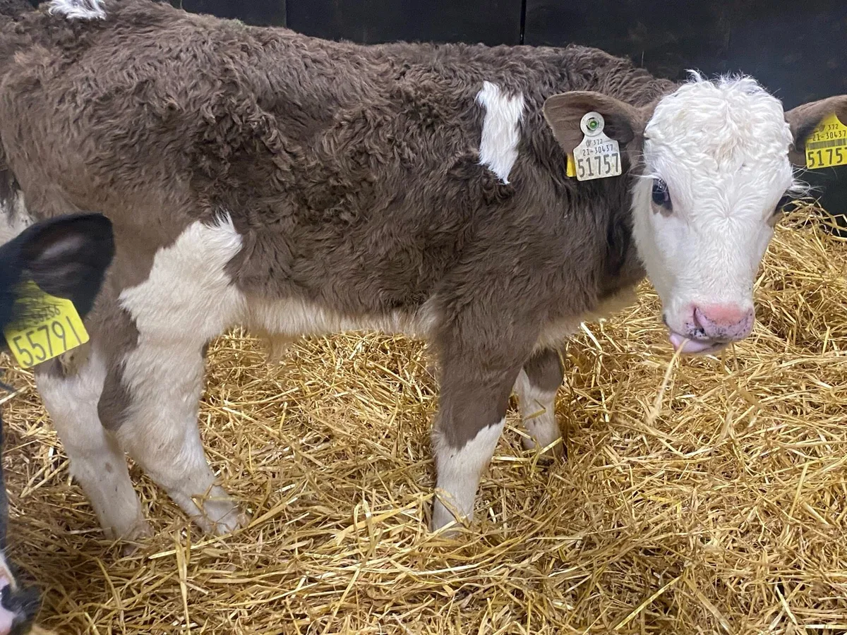 Fresh Calves Due In! - Image 4