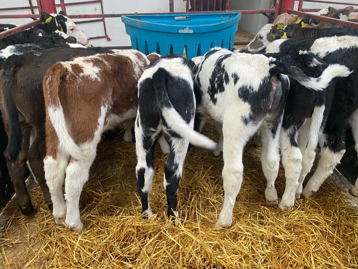 Fresh Calves Due In! - Image 1