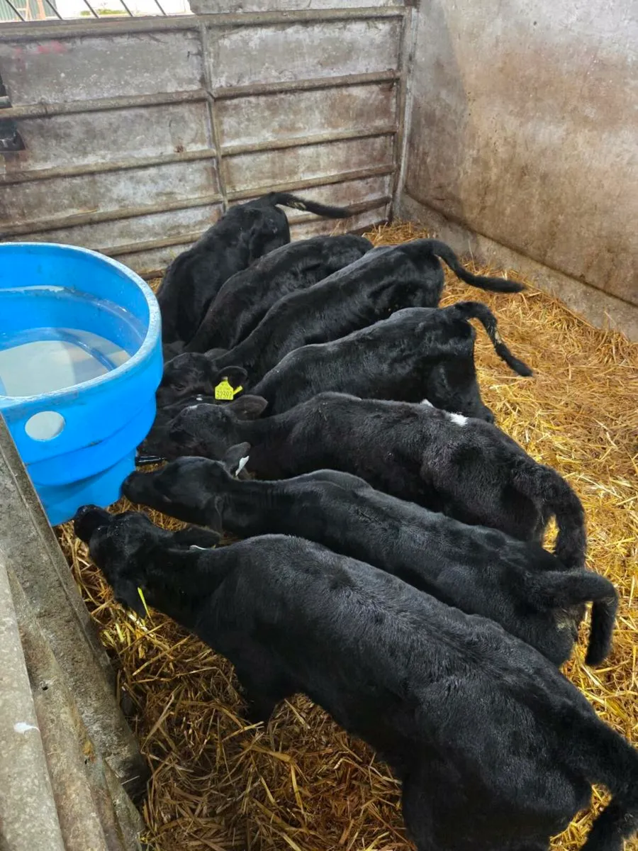 Calves Angus & Hereford bulls heifers - Image 1