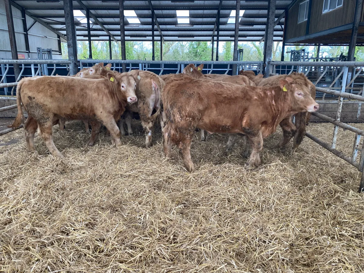 31/3/25 - Mondays Heifers - Image 4