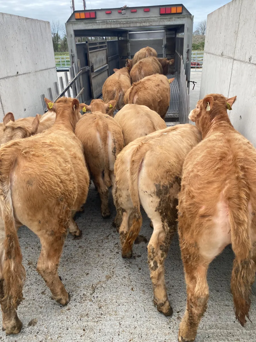 31/3/25 - Mondays Heifers - Image 1