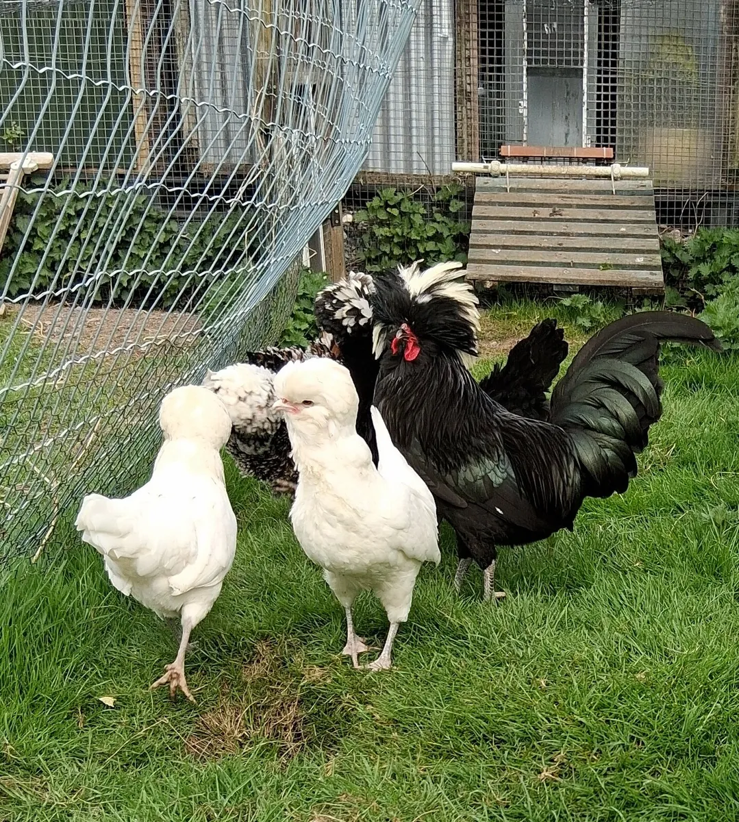 Polish eggs + Silkie roosters - Image 4