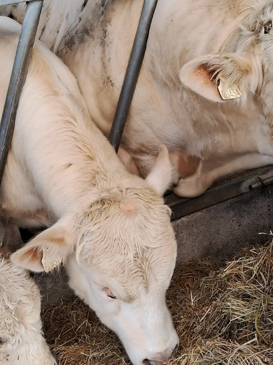 Charolais bulls - Image 1