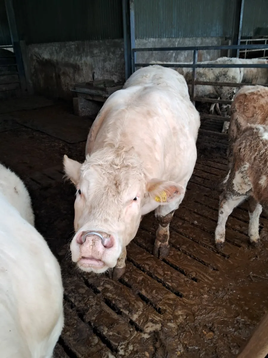 Charolais bulls - Image 2