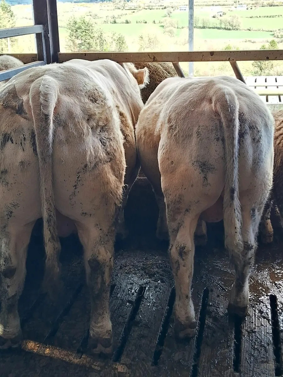 Charolais bulls - Image 3