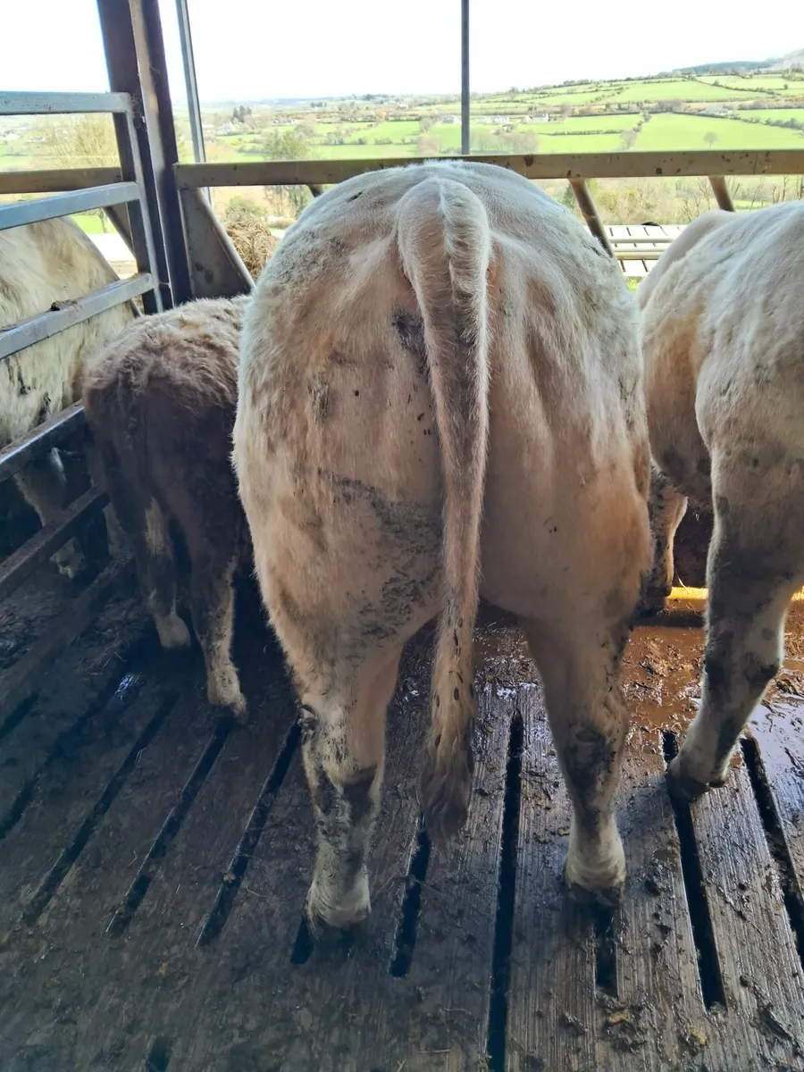 Charolais bulls - Image 4