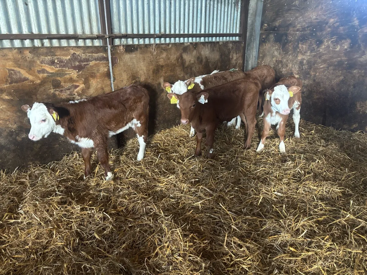 5 Super Red White Head Heifer Calf’s For Sale - Image 2