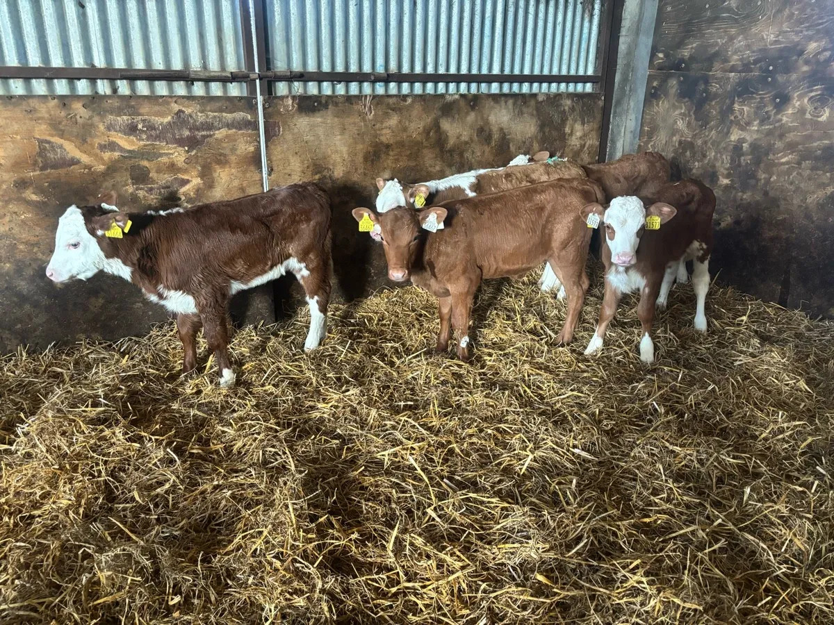 5 Super Red White Head Heifer Calf’s For Sale - Image 3
