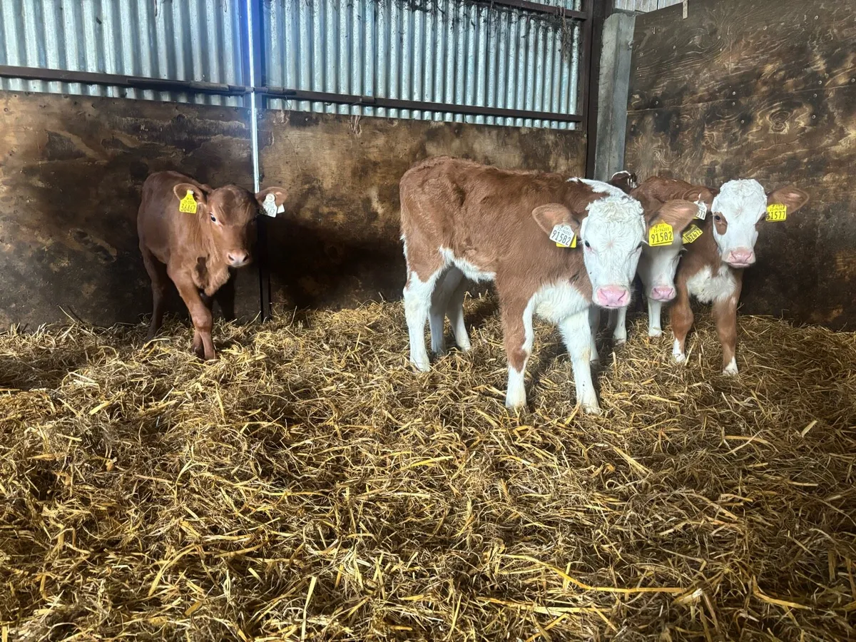 5 Super Red White Head Heifer Calf’s For Sale - Image 4