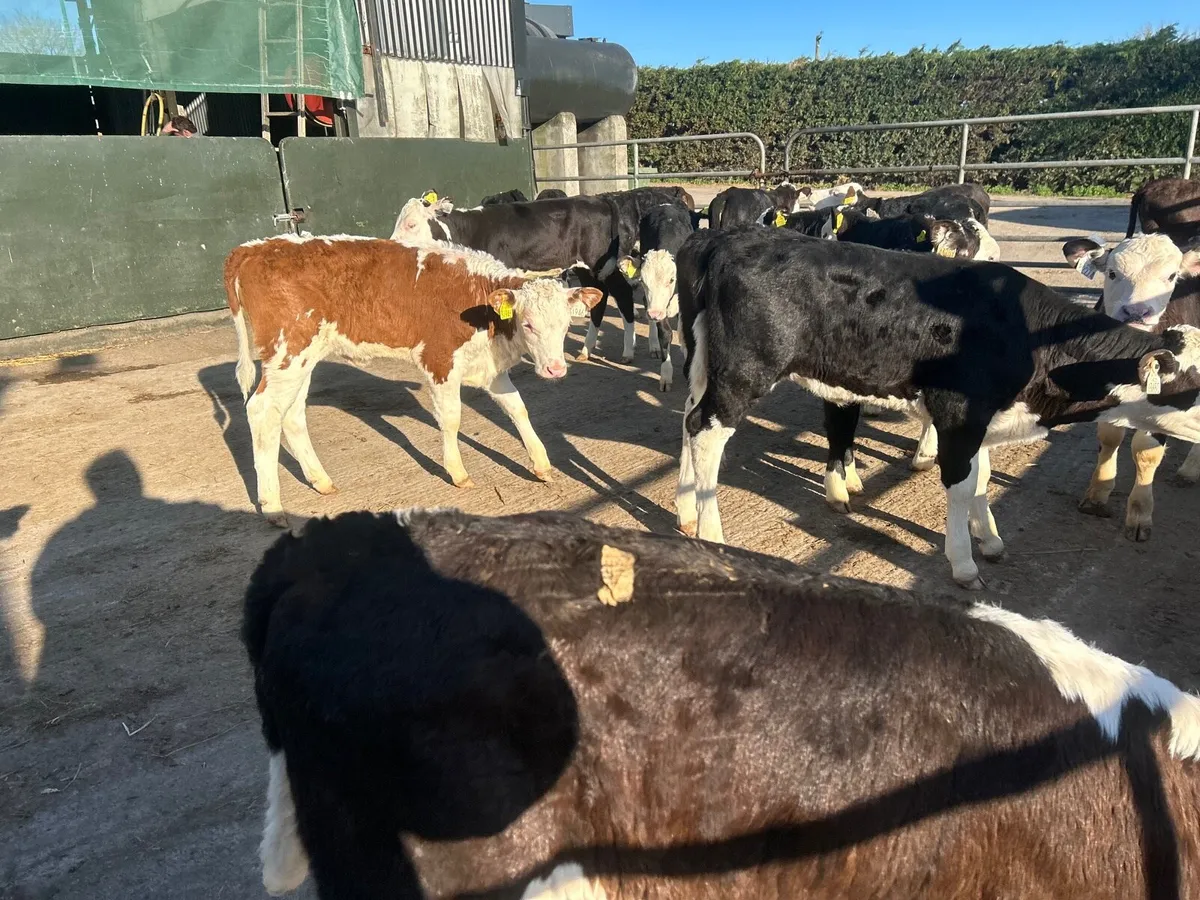 25 super Hereford weaned heifers - Image 1