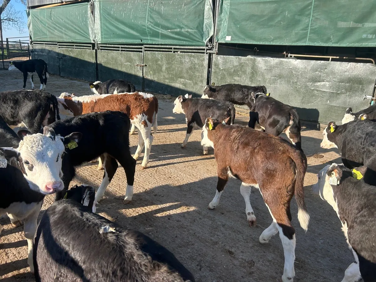 25 super Hereford weaned heifers - Image 2