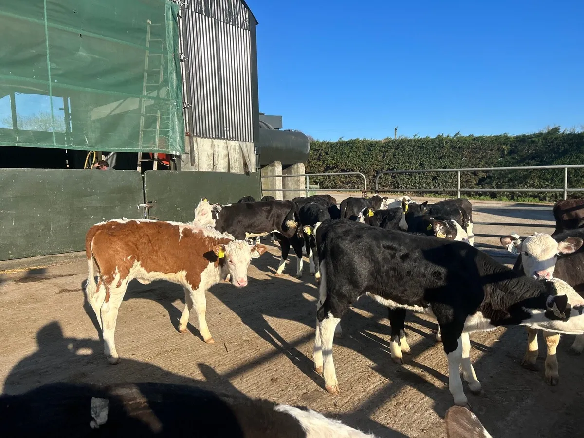 25 super Hereford weaned heifers - Image 3